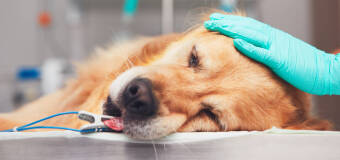 Onkologia weterynaryjna w ofercie Centrum Zdrowia Małych Zwierząt 