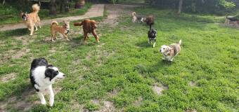 Profesjonalna opieka dla zwierząt domowych w Centrum Zwierzak!