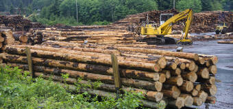 Tartak Drew-Bud oferuje szeroką gamę usług tartacznych