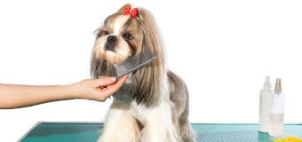  Usługi groomerskie – Salon Marzeń dla Psów 