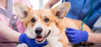  Zadbaj o swojego psa z gabinetem weterynaryjnym Jamnik 