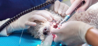  Usuwanie kamienia nazębnego u psów i kotów w Gabinecie Weterynaryjnym lek. wet. Karoliny Wilkowskiej