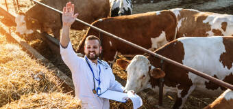 Szukasz wysokogatunkowych pasz dla drobiu i trzody chlewnej? Oferta firmy Agrifirm jest dla ciebie!