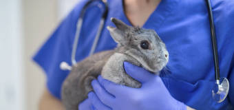 Kiedy należy iść do weterynarza z królikiem? Gabinet Weterynaryjny Sonia