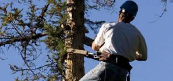 Co warto wiedzieć o wycince drzew metodą alpinistyczną? Treecare.pl Tomasz Woźniak