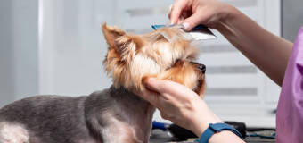 Piękna oraz zadbana sierść Twojego pupila – poznaj ofertę firmy Groom4dog! 