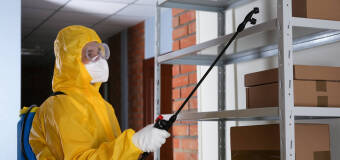 Anwit – dlaczego karaluchy pojawiają się w domu i jak je wytępić?