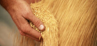 Oferta skupu zboża Agroland dla producentów pszenicy, jęczmienia i rzepaku