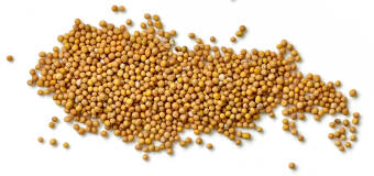 Gorczyca biała, czarna i sarepska w ofercie Piast Agro – poznaj ich charakterystykę