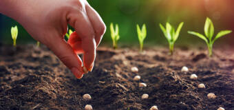 Jak wybrać odpowiednie nasiona z oferty Sklepu Nasienno-Chemicznego Ogród?