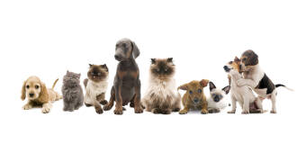 W jaki sposób wybrać usługi weterynaryjne? Specjalistyczne Centrum Weterynaryjne Lek. Wet. Stanisław Firlik