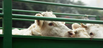 Transport bydła i tuczników do skupu według prawa – firma Tomex