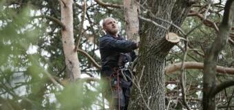 Wycinka drzew na działce budowlanej z firmą Jar-Max