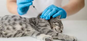 W jakich terminach należy szczepić koty? - Gabinet Weterynaryjny Piotr Kruszewski