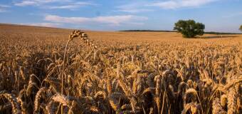 Co warto wiedzieć o uprawie pszenicy ozimej? Poradnik firmy Marchem-Smolarz I Czech