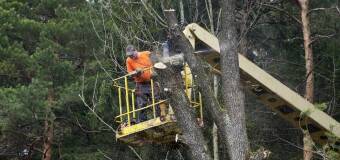 Jak przebiega proces wycinania drzew w lesie? Firma Polmar