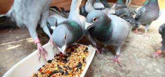 Szukasz dobrego pożywienia dla gołębi? Sprawdź ofertę sklepu Silver Wing!