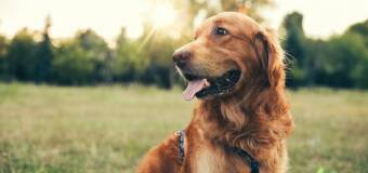 Szczepienia psów w Przychodni Weterynaryjnej Dariusza Pfeifer – istotny element profilaktyki zdrowotnej