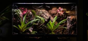 Jak urządzić terrarium? Poradnik sklepu Zoologia