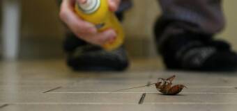 Jak skutecznie zwalczyć szkodliwe owady w mieszkaniu? Centrum zwalczania szkodników Insecta