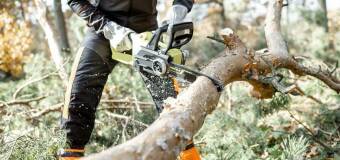 Mal-Eko: Wycinka i przecinanie drzew - kiedy jest to konieczne i jak to robić odpowiedzialnie?