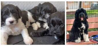 Portugalskie psy wodne z hodowli Perros del Mar - idealni towarzysze dla każdej rodziny