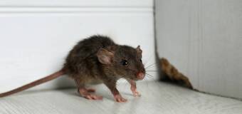 Poznaj metody skutecznej deratyzacji