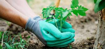 Jak skutecznie zabezpieczyć rośliny przed chorobami? Poradnik FH Lena z użyciem środków ochrony roślin