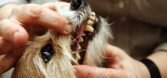 Jak dbać o zdrowie jamy ustnej naszych zwierząt - profilaktyka i higiena | Przychodnia Weterynaryjna Na Skraju