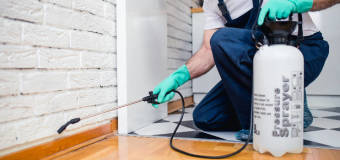 Dezynsekcja – z jakimi szkodnikami pomogą nam specjaliści?