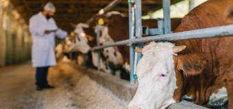 Badania zwierząt rzeźnych