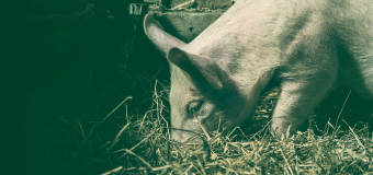 Oddanie zwierząt gospodarskich do utylizacji