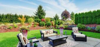 Rośliny po wycince drzew – Arbo Mar