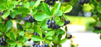 Ekologiczne sadzonki aronii – korzyści dla rolnictwa