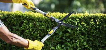 Profesjonalne cięcie krzewów – zadbaj o swój ogród