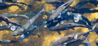 Jakich składników nie może zabraknąć w wysokiej jakości paszy dla pstrągów?