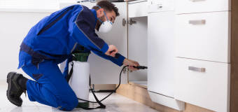 Jak pozbyć się z domu karaluchów i innych insektów?