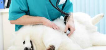 Problemy z układem pokarmowym u zwierząt - Grabica