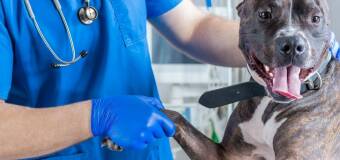 Pogotowie weterynaryjne Puszek – pomoc 24/7 dla zwierząt