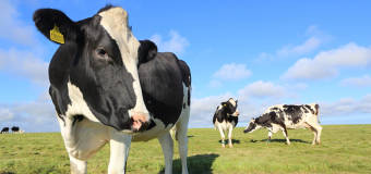 Jak stosować młóto browarniane firmy Domino w żywieniu bydła mlecznego?