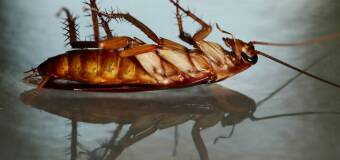 Skuteczne zwalczanie karaluchów - Depest Sopot