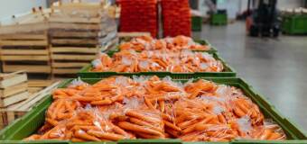 Transport owoców i warzyw za granicę – Frutikol