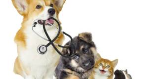 Przygotowanie do wizyty u weterynarza w Przychodni Weterynaryjnej ZWIERZAK