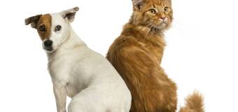 Gabinet Weterynaryjny WeteryMaria – opieka nad zwierzętami