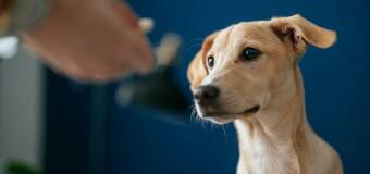 Fizjoterapia zwierząt po operacjach – Pets Move