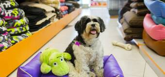 Zakupy online: legowiska dla psów i małe AGD