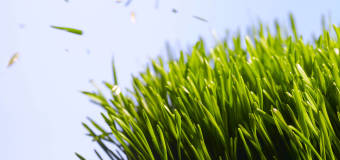 Zielono mi, czyli o trawie słów kilka