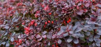 Berberysy w ogrodzie – Szkółka Drzew i Krzewów Ozdobnych