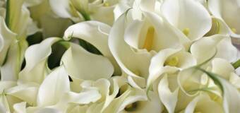 Kwiaty na ceremonii pogrzebowej – PPHU Krzysztof Marzyjanek