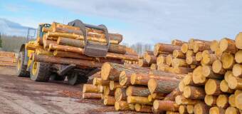 Terminowość dostaw drewna w Gromadzie Leśnej